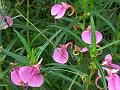 Chinese Balsam